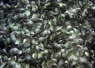 dense sand dollar bed